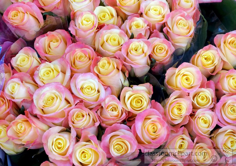 variety-colored-flower-roses-2421.jpg
