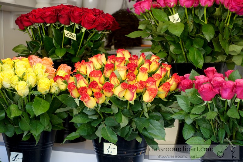 variety-roses-for-sale-on-display-tallin-estonia-image-02441A.jpg