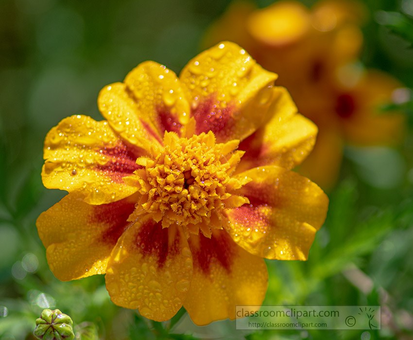 yellow-orange-marigold-flower.jpg