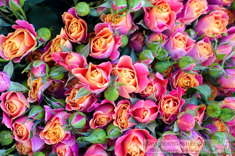 yellow-pink-orange-baby-roses-image-2411AAA.jpg