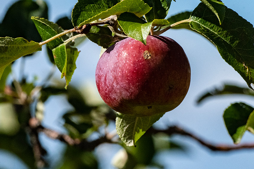 closeup-of-apple-on-tree-in-orchard.jpg