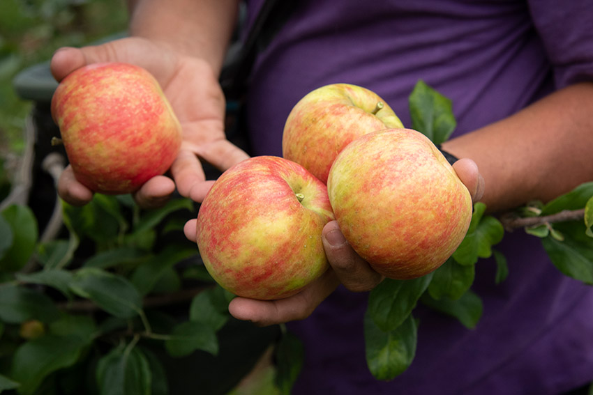 hands-holding-harvested-ripe-apples-from-field.jpg