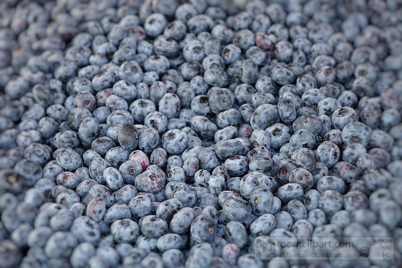 photo-loose-blueberries-at-market-image2538a.jpg