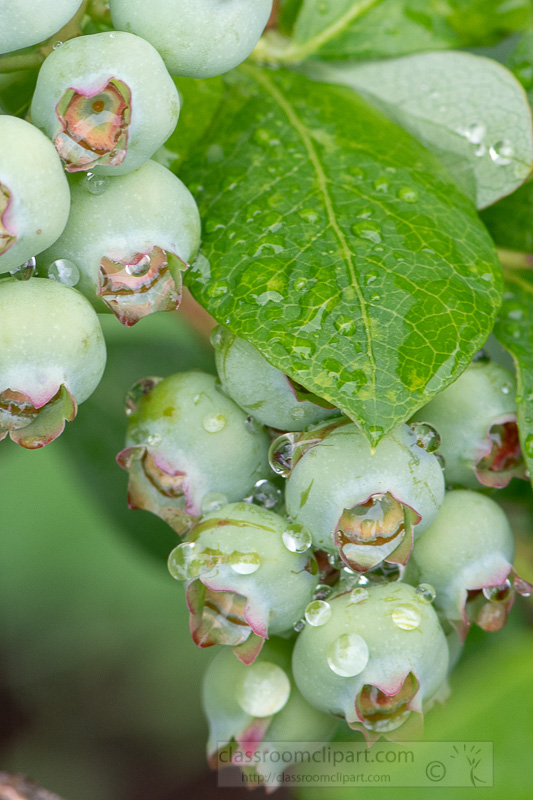 photo-of-closeup-of-unripe-blueberry-clusters-image-5569.jpg