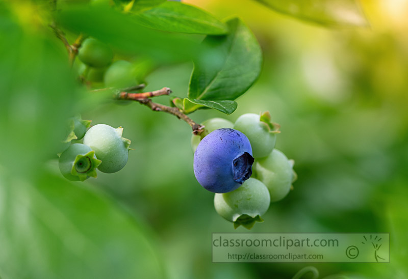 photo-of-single-ripened-blueberry-on-bush_5800E.jpg