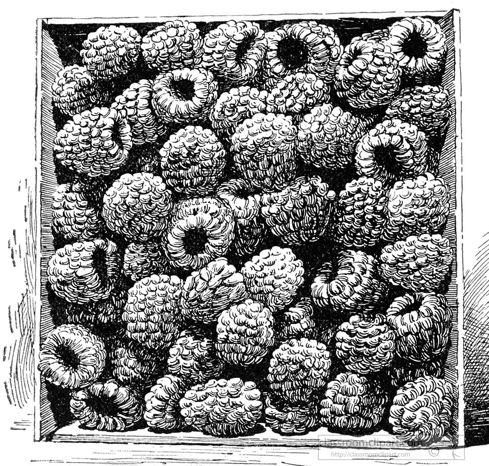 rasberry-illustrated-clipart-4.jpg