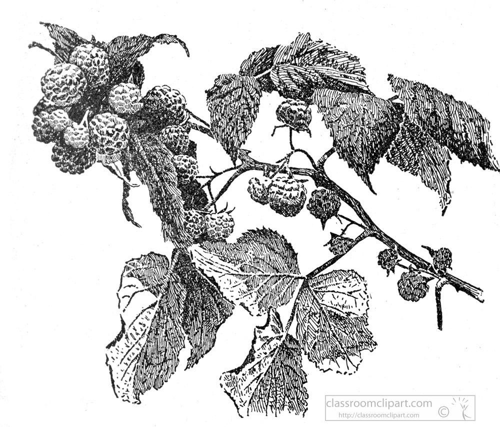 rasberry-illustrated-clipart-6.jpg