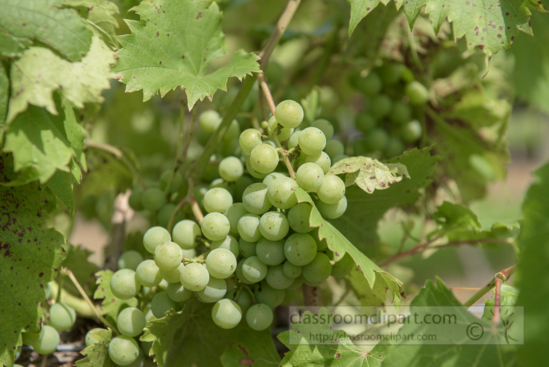 Grapes-Growing-in-Vineyard-Middle-Tennessee-photo-image-6516.jpg