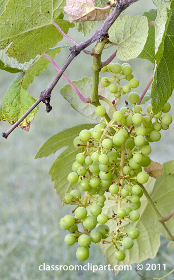 grapes-8441a.jpg