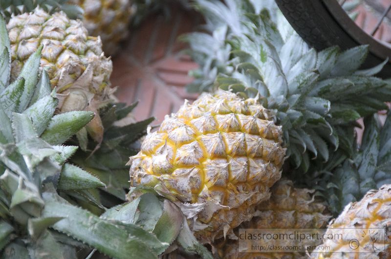 closeup-basketful-of-pineapples-photo-image-9180.jpg