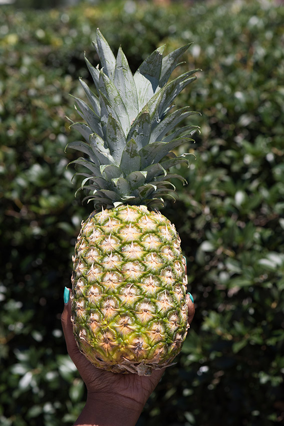 hand-holding-up-a-fresh-pineapple.jpg