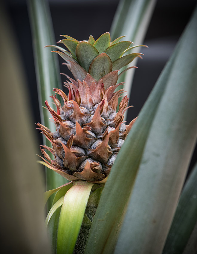 pineapple-growing-on-plant-closeuo.jpg