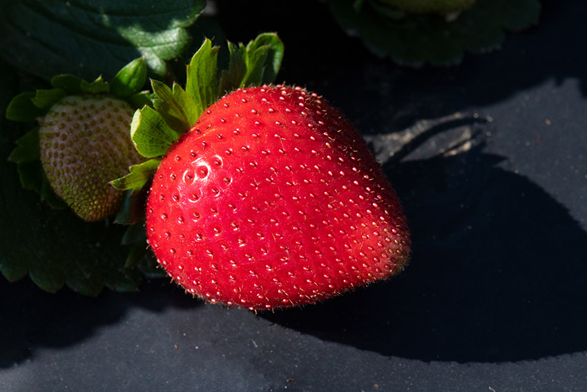 clsoseup-of-single-strawberry-in-field.jpg