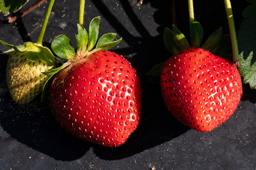 clsoseup-of-two-strawberries-growiong-in-field.jpg