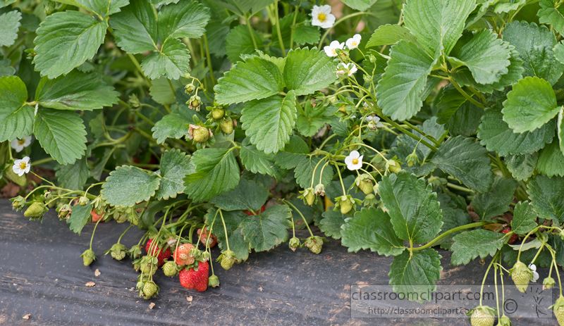 fresh-strawberries-growing-in-fields-photo-1342.jpg