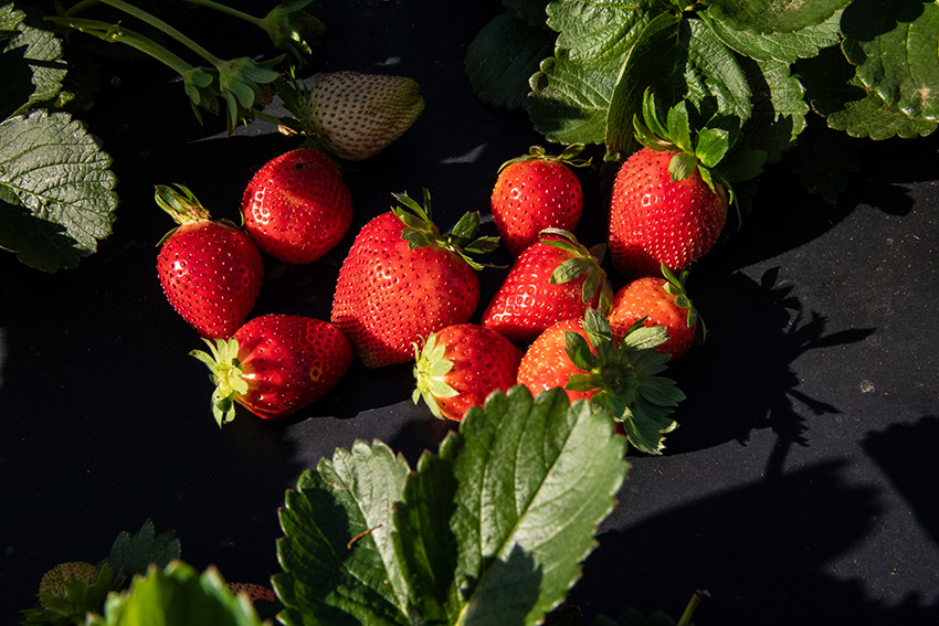 freshly-picked-ripe-strawberries-in-field.jpg