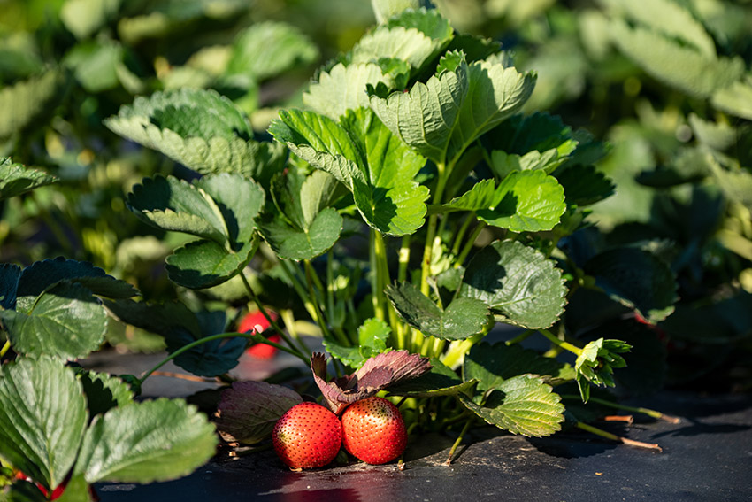 strawberries-growing-in-field.jpg