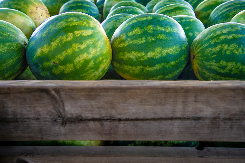 varvested-watermelon-in-wooden-crates.jpg