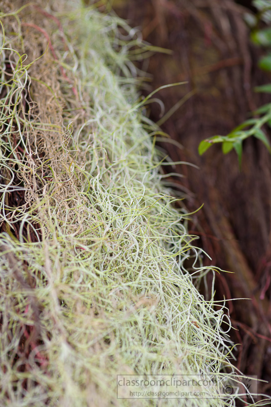 growing-spanish-moss-photo-image-231.jpg
