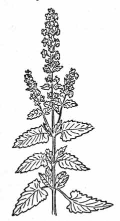 Herbs Clipart Photo Image - catmint - Classroom Clipart