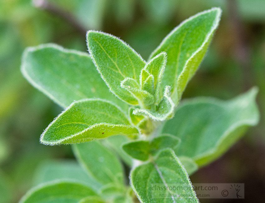 close-up-of-fresh-thyme-leaves-photo-950.jpg