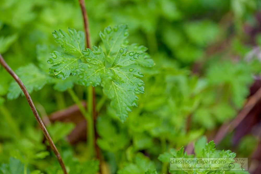 closeup-of-parsley-in-garden-2060.jpg