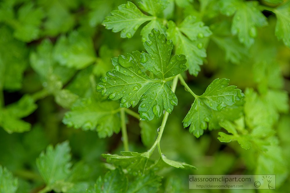 closeup-of-parsley-in-garden-2062.jpg