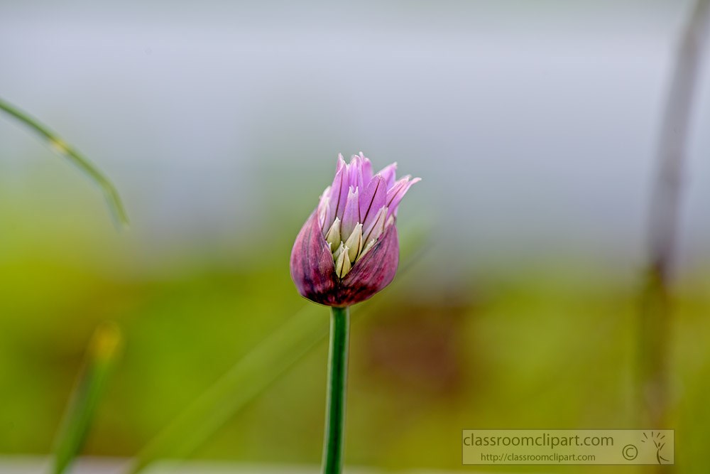 flower-of-onion-plant-2098.jpg