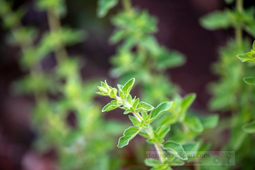 thyme-plant-growing-in-the-herb-garden-photo-935.jpg