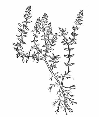 Herbs Clipart Photo Image - thyme - Classroom Clipart
