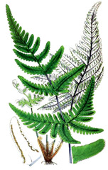Click to View Full Clipart Image