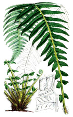 Click to View Full Clipart Image