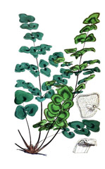 Click to View Full Clipart Image