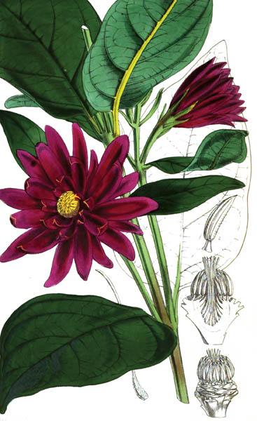 botanical_plant_56A.jpg