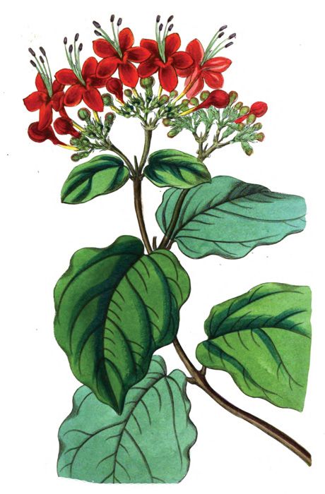 clerodendron_Page_16.jpg