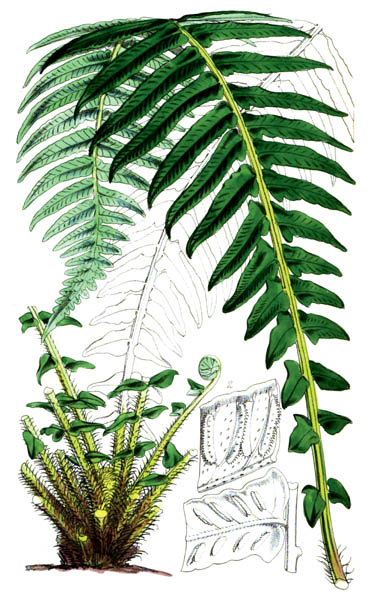 fern_plant_15A.jpg