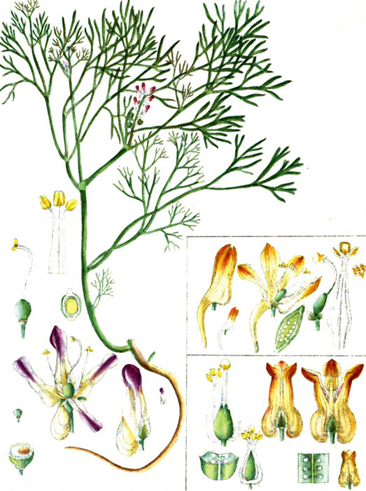 fumariaceae-plant-illustration.jpg