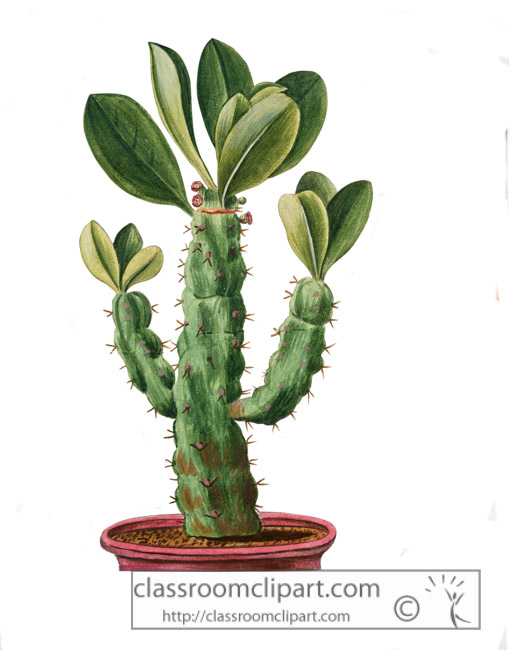 illustration-of-cactus-in-pot-with-large-leaf-clipart.jpg