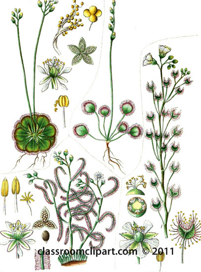 plant-illustration-025-A.jpg