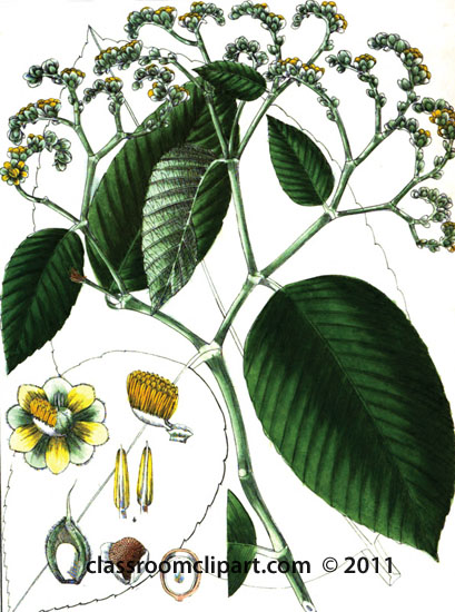 plant-illustration-DILLANACAE.jpg