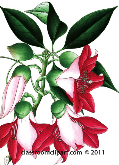 plant-illustration-bombaceae.jpg