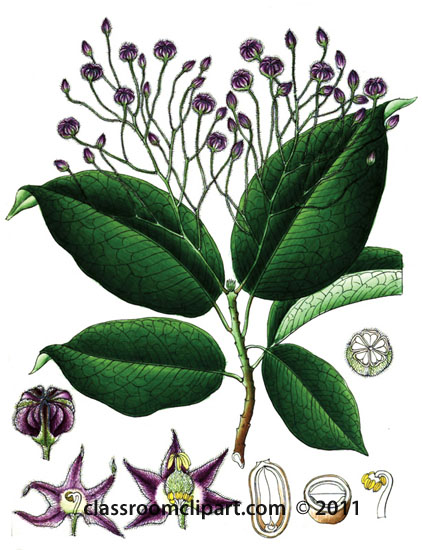 plant-illustration-byttneriaceae-1.jpg