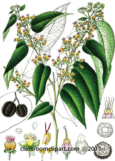 plant-illustration-byttneriaceae-5.jpg