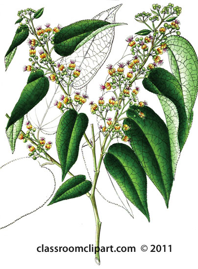 plant-illustration-byttneriaceae-6.jpg