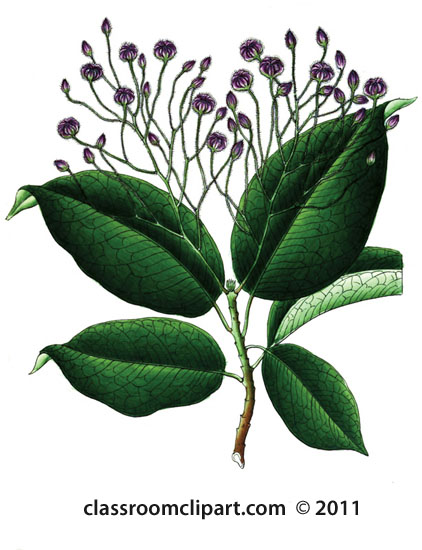 plant-illustration-byttneriaceae.jpg