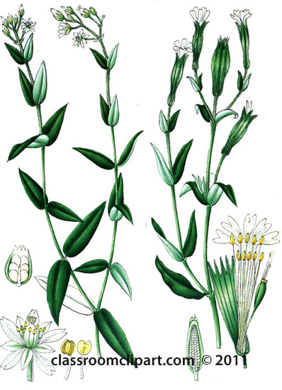 plant-illustration-cryophyllaceae.jpg
