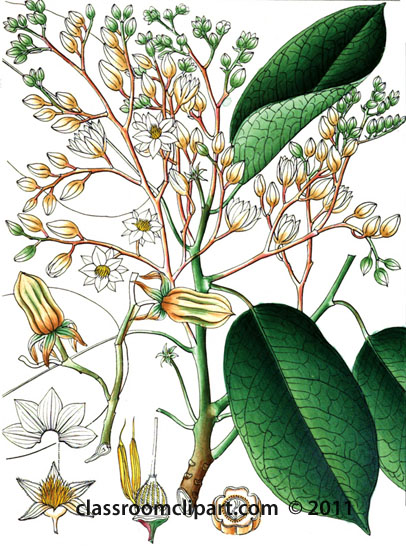 plant-illustration-dipterocarpeae.jpg