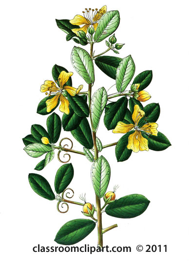 plant-illustration-hugoniaceae.jpg