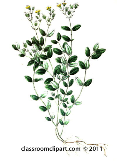 plant-illustration-hypericineae.jpg
