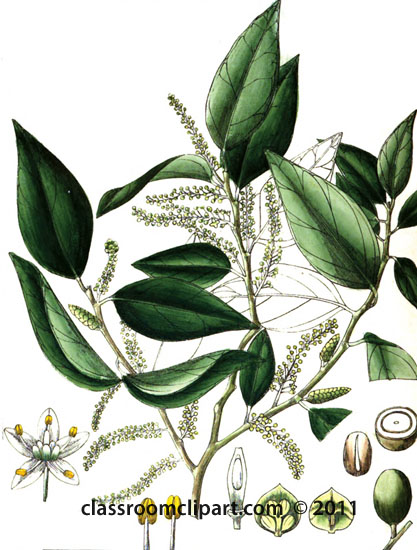 plant-illustration-olacinaea.jpg